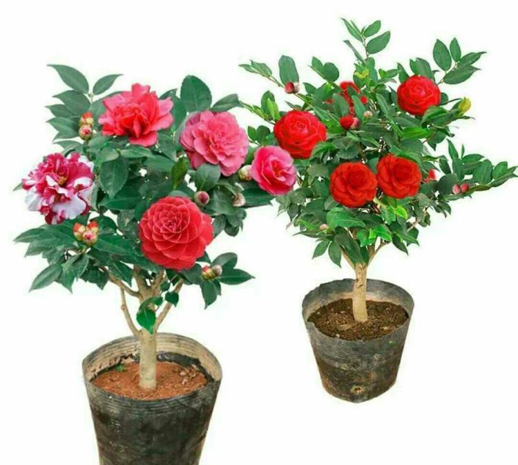 山茶花盆栽藻斑病怎么防治的2个方法