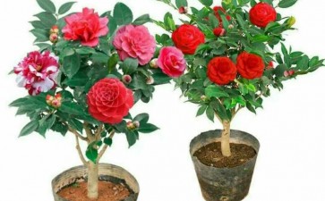 山茶花盆栽藻斑病怎么防治的2个方法