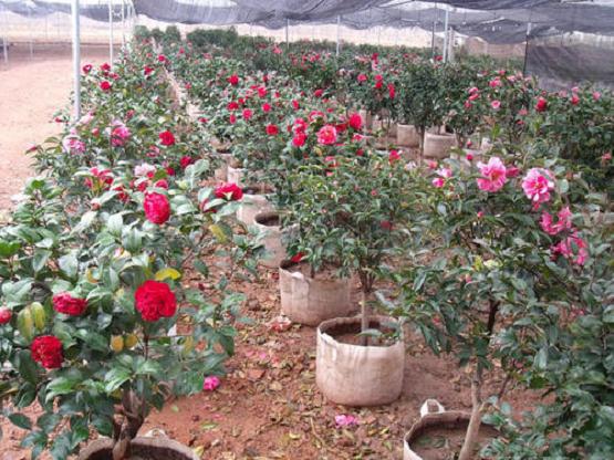 山茶花盆栽烟煤病怎么防治