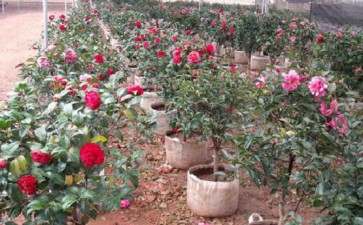 山茶花盆栽烟煤病怎么防治的2个方法