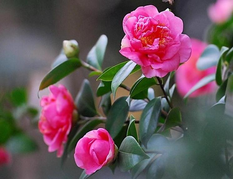 山茶花盆栽叶枯病怎么防治