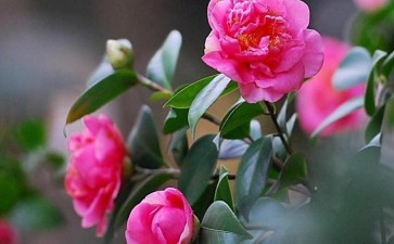 山茶花盆栽叶枯病怎么防治的2个方法