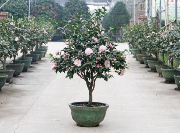 山茶花盆栽根腐病怎么防治