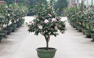 山茶花盆栽根腐病怎么防治的2个方法