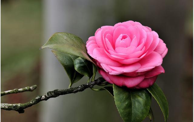 山茶花盆栽蚜虫怎么防治