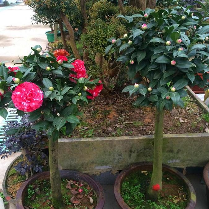 山茶花盆栽茶尺蠖怎么防治的2个方法