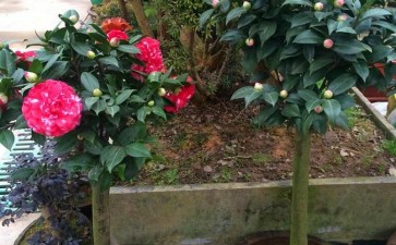 山茶花盆栽茶尺蠖怎么防治的2个方法