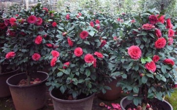 山茶花盆栽根腐病怎么防治的3个方法