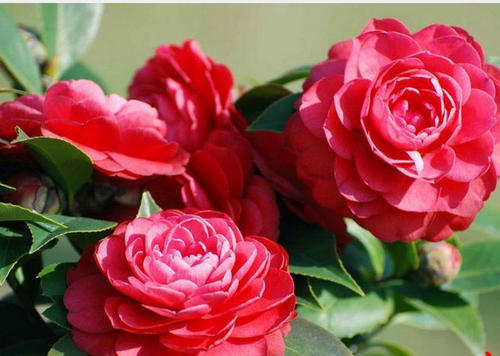 山茶花盆栽蛾类怎么防治的2个方法