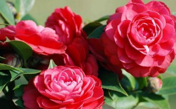 山茶花盆栽蛾类怎么防治的2个方法