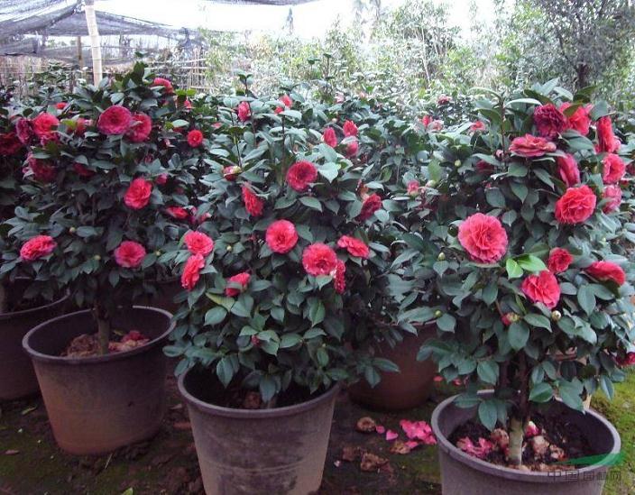 山茶花盆栽怎么包装运输