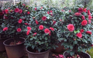 山茶花盆栽怎么包装运输的2个方法