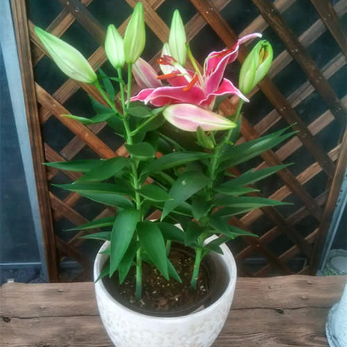 南京地区盆栽百合引种适应性研究