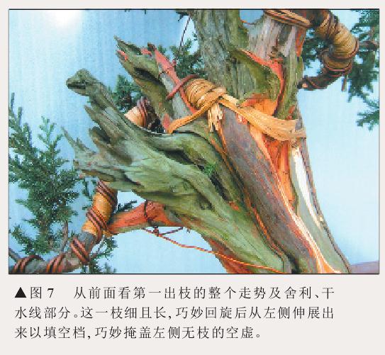 图解 刺柏盆景怎么初步造型的处理
