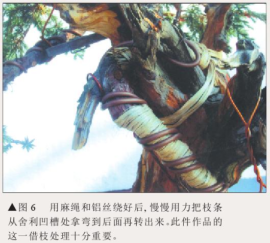 图解 刺柏盆景怎么初步造型的处理