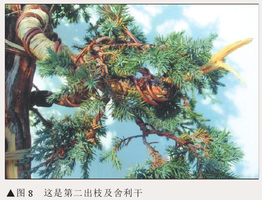 图解 刺柏盆景怎么初步造型的处理