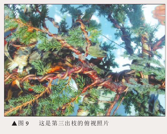 图解 刺柏盆景怎么初步造型的处理