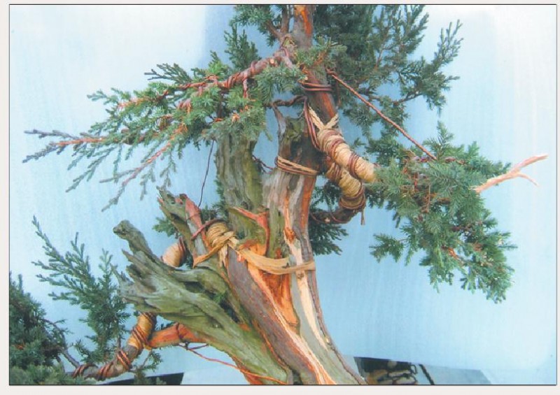 图解 刺柏盆景怎么初步造型的处理