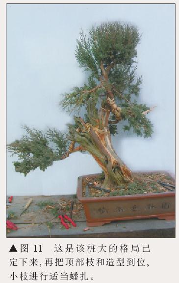 图解 刺柏盆景怎么初步造型的处理