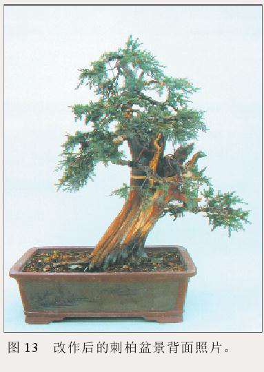 图解 刺柏盆景怎么初步造型的处理