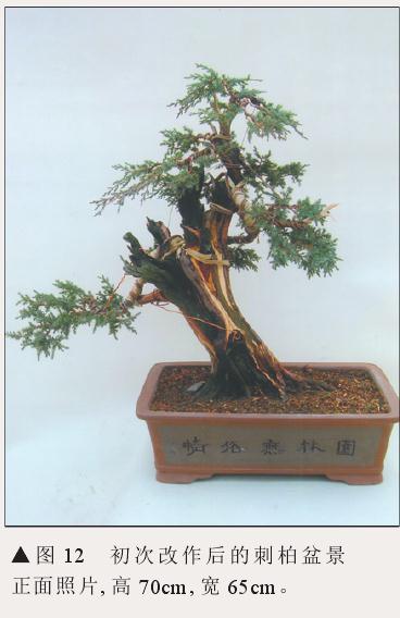 图解 刺柏盆景怎么初步造型的处理