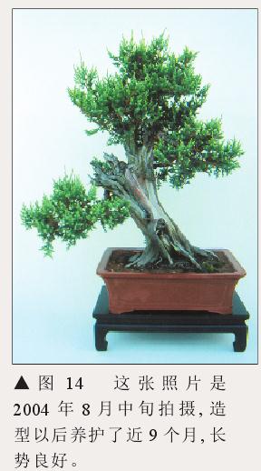 图解 刺柏盆景怎么初步造型的处理