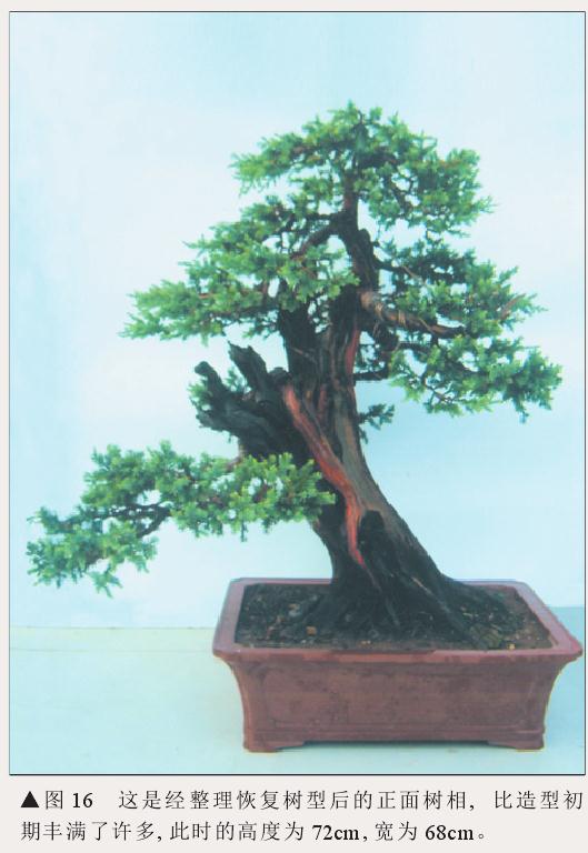 图解 刺柏盆景怎么初步造型的处理