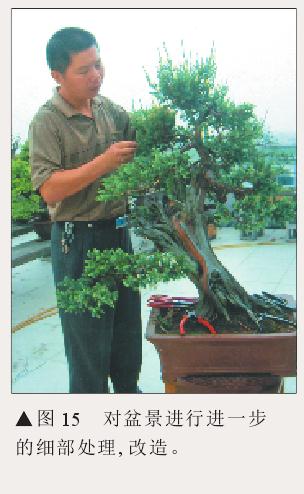 图解 刺柏盆景怎么初步造型的处理