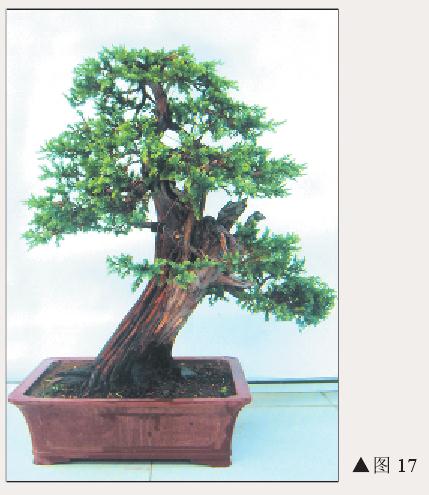 图解 刺柏盆景怎么初步造型的处理