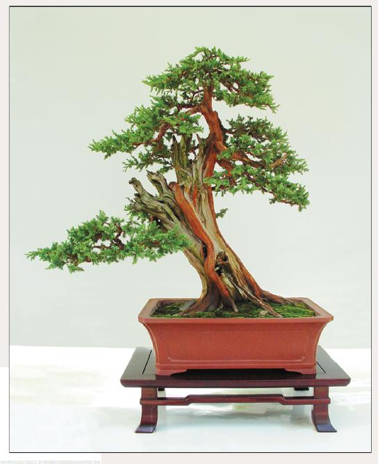 图解 刺柏盆景怎么初步造型的处理