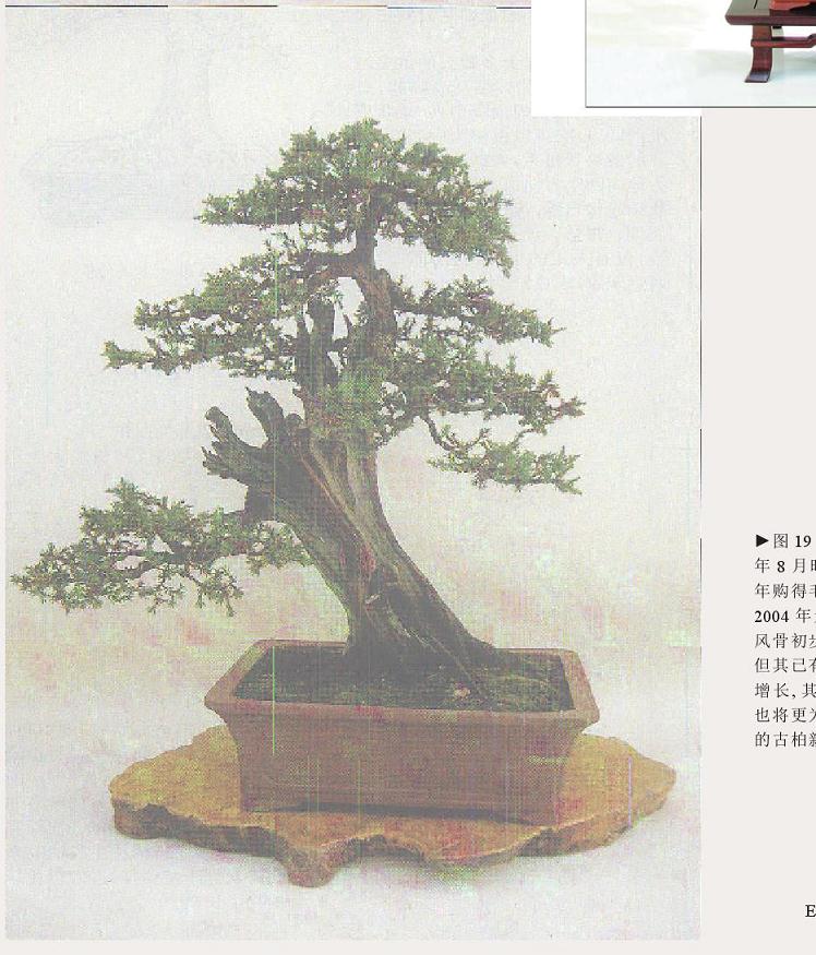 图解 刺柏盆景怎么初步造型的处理