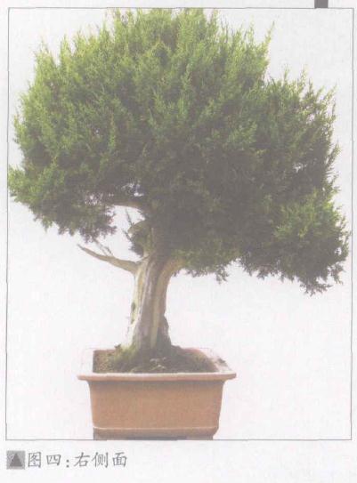 图解 日本系鱼川真柏盆景怎么制作的19个步骤