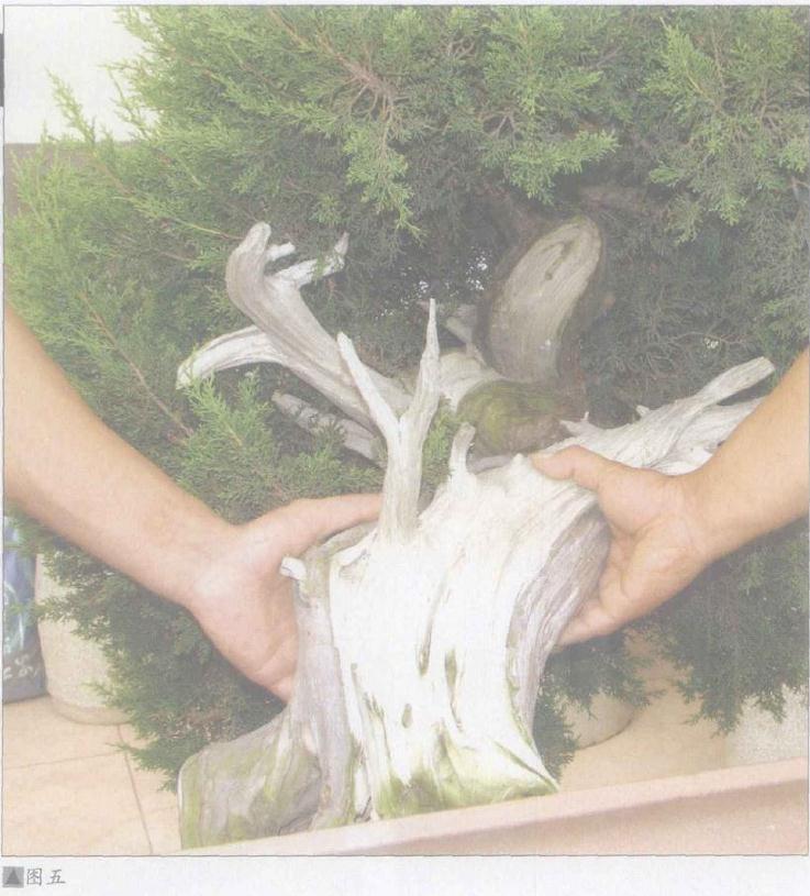 图解 日本系鱼川真柏盆景怎么制作的19个步骤