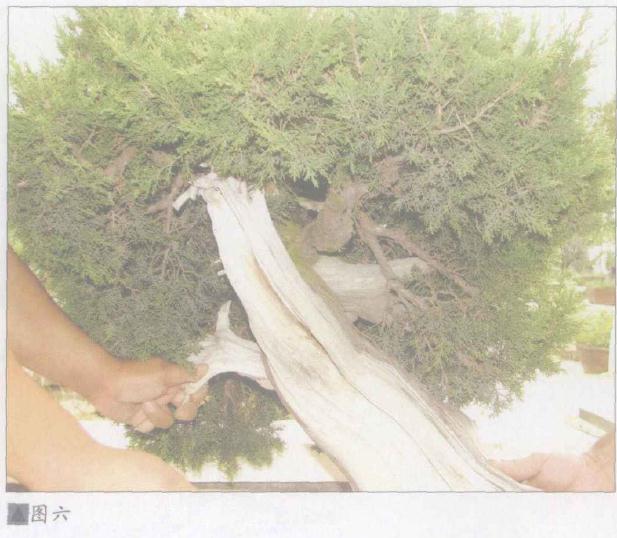 图解 日本系鱼川真柏盆景怎么制作的19个步骤