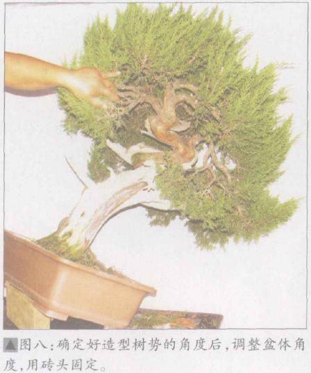 确定好造型树势的角度后