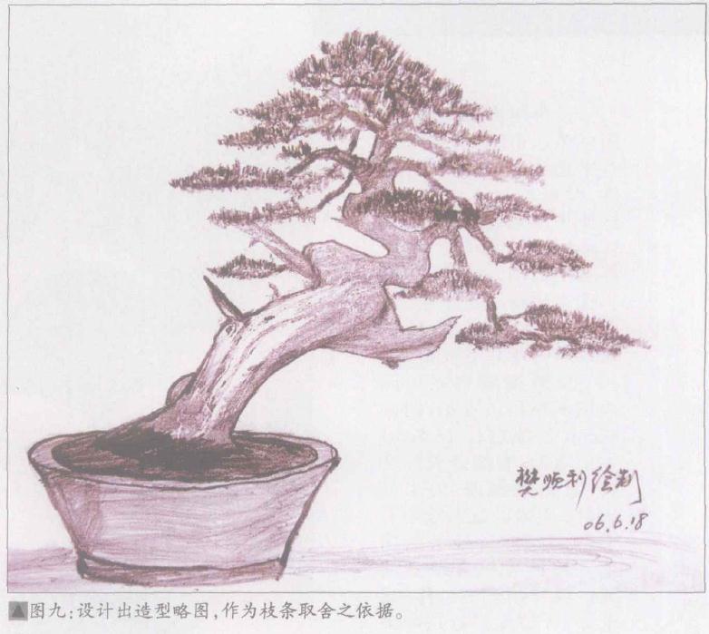 图解 日本系鱼川真柏盆景怎么制作的19个步骤