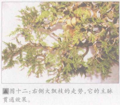 图解 日本系鱼川真柏盆景怎么制作的19个步骤