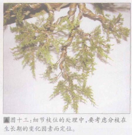 图解 日本系鱼川真柏盆景怎么制作的19个步骤