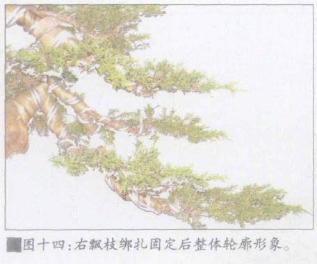 图解 日本系鱼川真柏盆景怎么制作的19个步骤