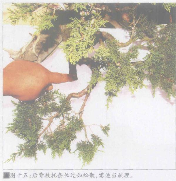 图解 日本系鱼川真柏盆景怎么制作的19个步骤