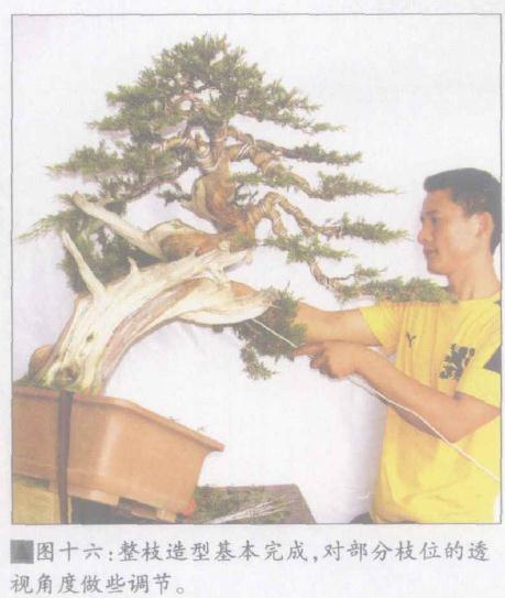 图解 日本系鱼川真柏盆景怎么制作的19个步骤