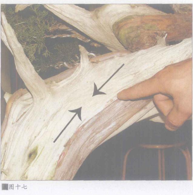 图解 日本系鱼川真柏盆景怎么制作的19个步骤