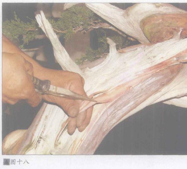 图解 日本系鱼川真柏盆景怎么制作的19个步骤