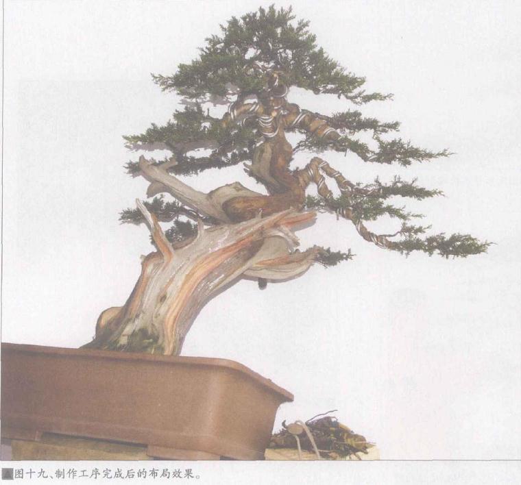 图解 日本系鱼川真柏盆景怎么制作的19个步骤