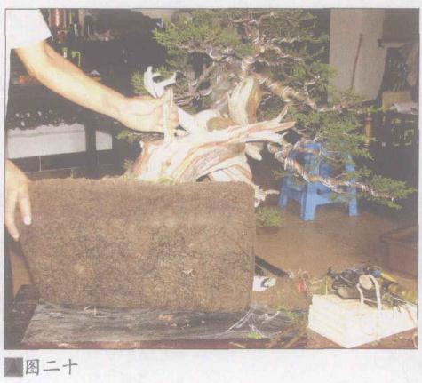 图解 日本系鱼川真柏盆景怎么制作的19个步骤