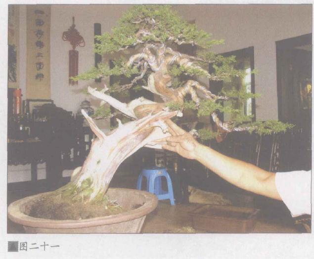 图解 日本系鱼川真柏盆景怎么制作的19个步骤