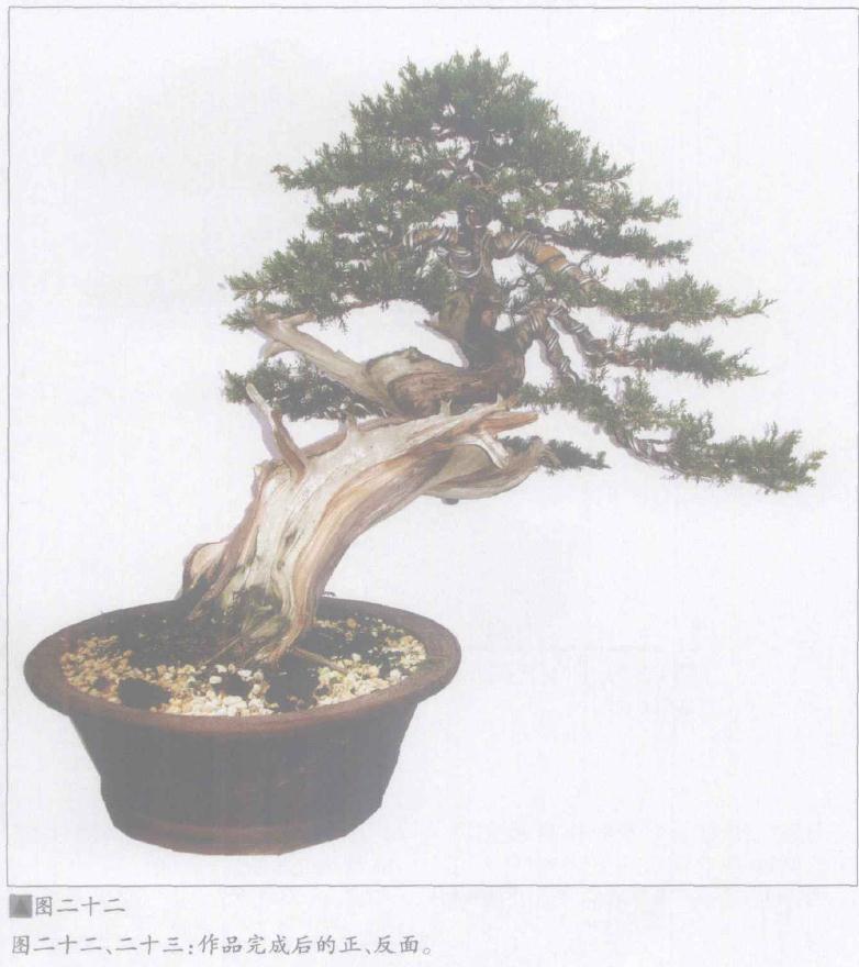 作品完成后的盆景