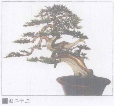 图解 日本系鱼川真柏盆景怎么制作的19个步骤