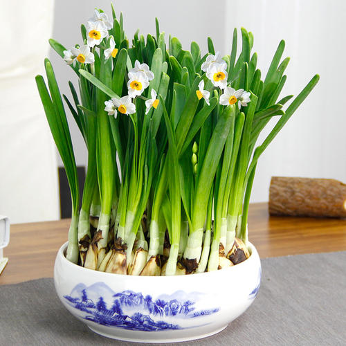 盆栽水仙花如何延长花期的方法