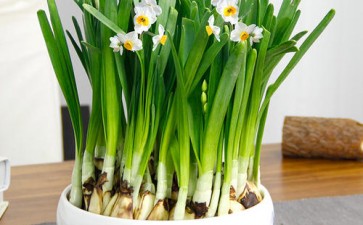 盆栽水仙花如何延长花期的方法